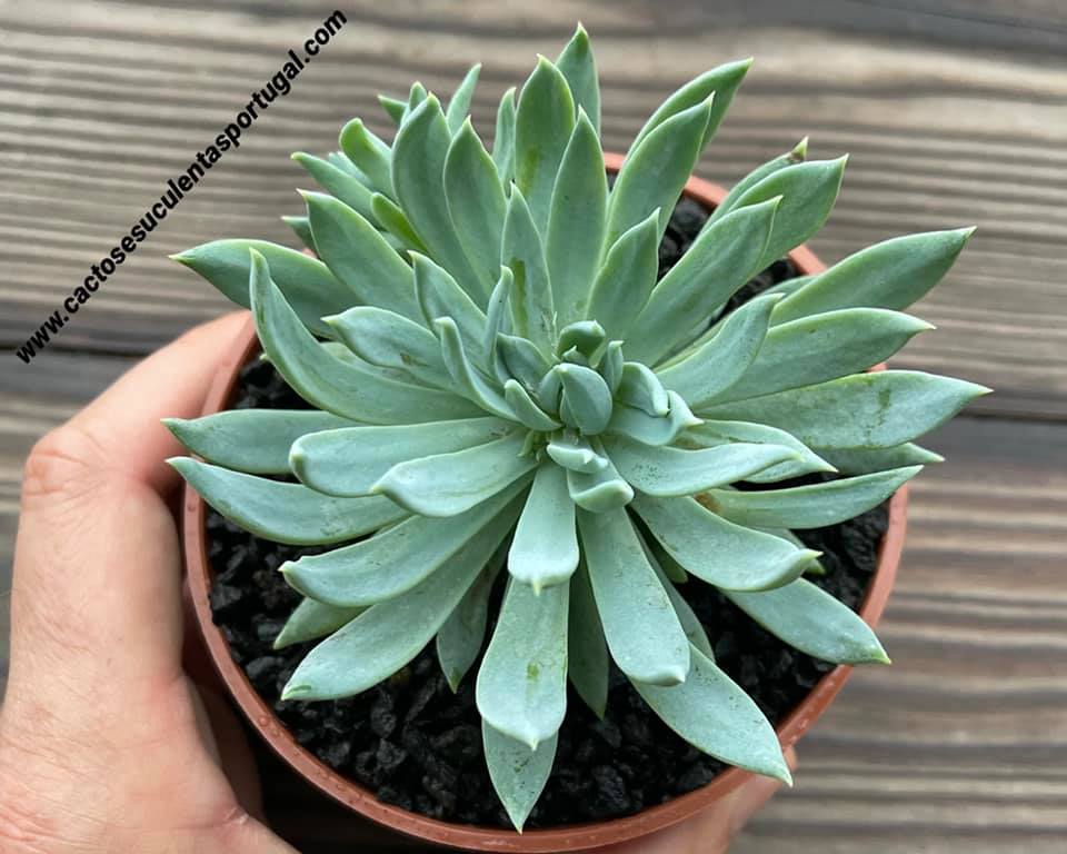 Sedeveria 'Fanfare'