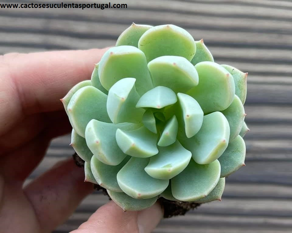 Sedeveria 'Spring Jade' 