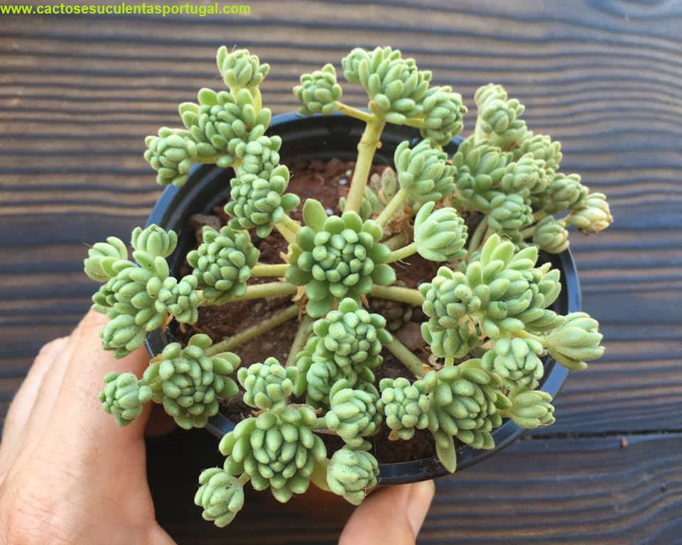 Sedum Hirsutum ssp Baeticum