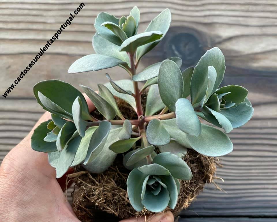 Sedum SunSparkler 'Dazzleberry'