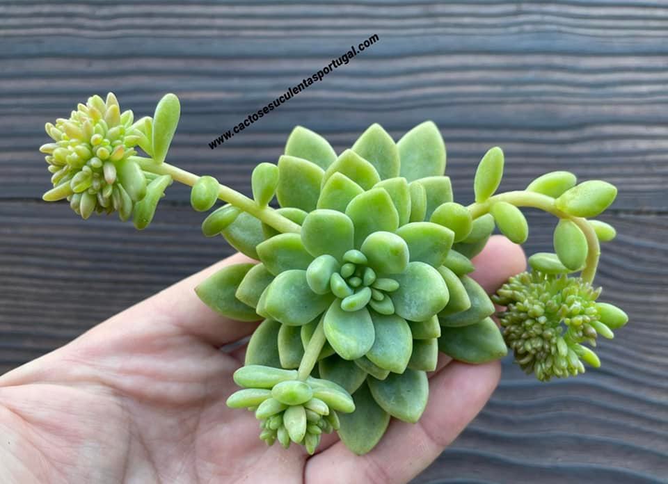 Sedum 'Alice Evans'