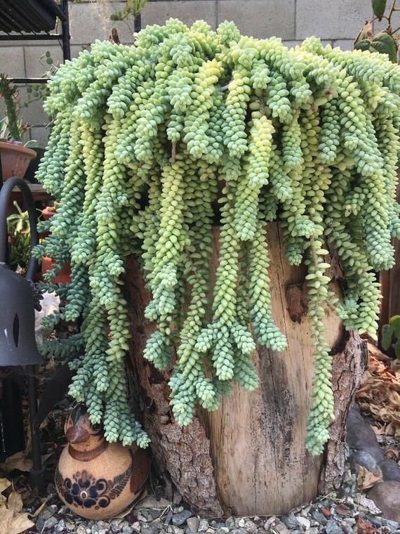 Sedum Burrito Moran