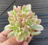 Sedum 'Joyce Tulloch' variegated