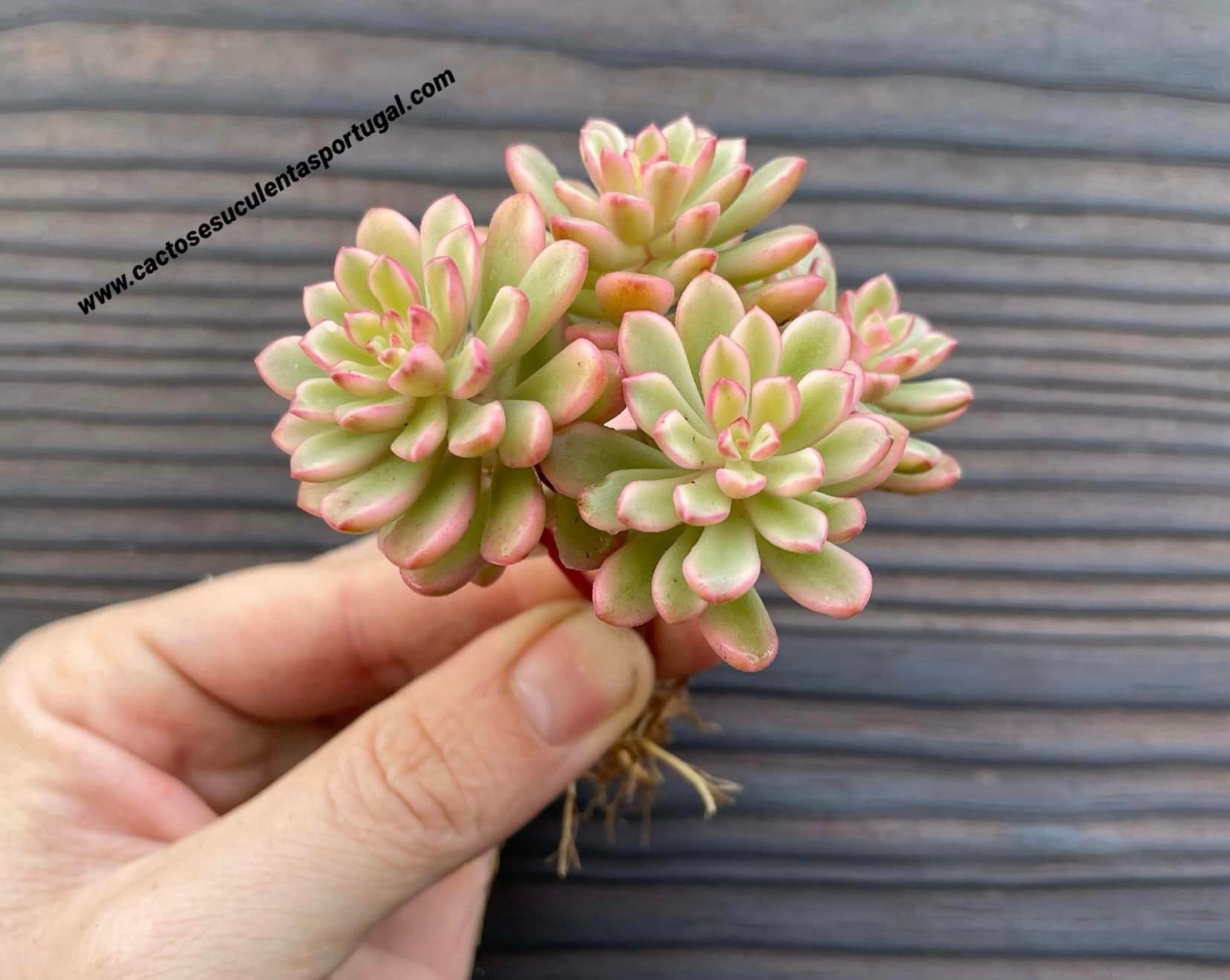 Sedum 'Joyce Tulloch' variegated