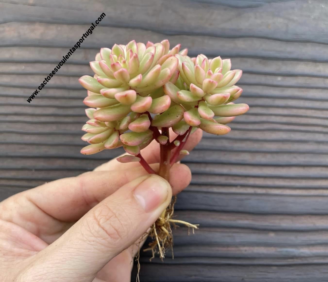 Sedum 'Joyce Tulloch' variegated