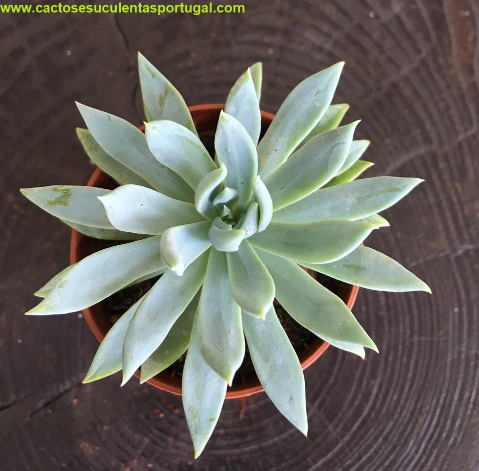 Sedeveria 'Fanfare'