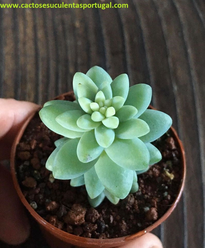 Sedum Burrito Moran