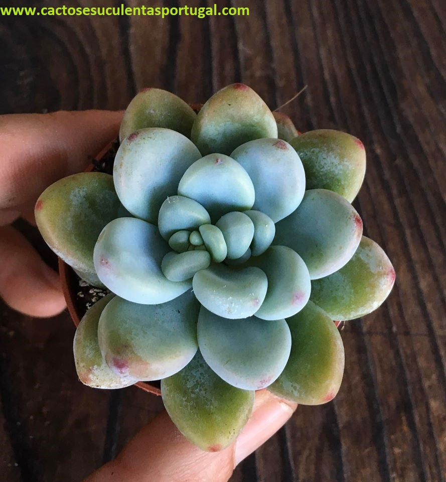 Sedum Clavatum