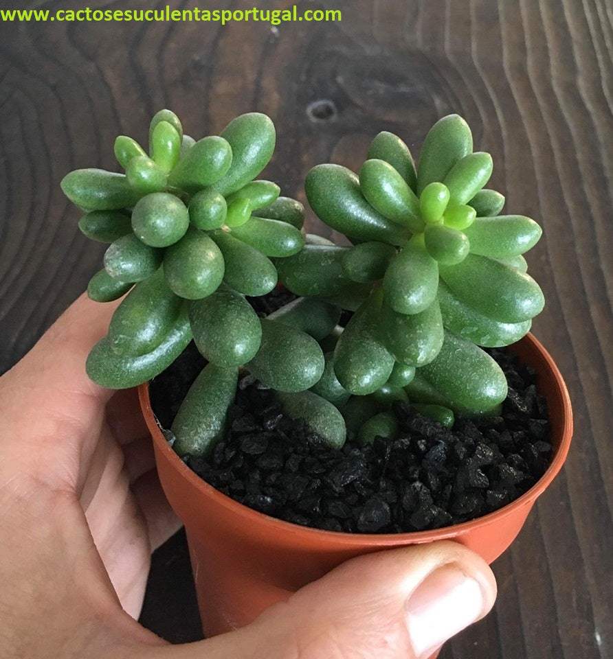 Sedum hernandezii