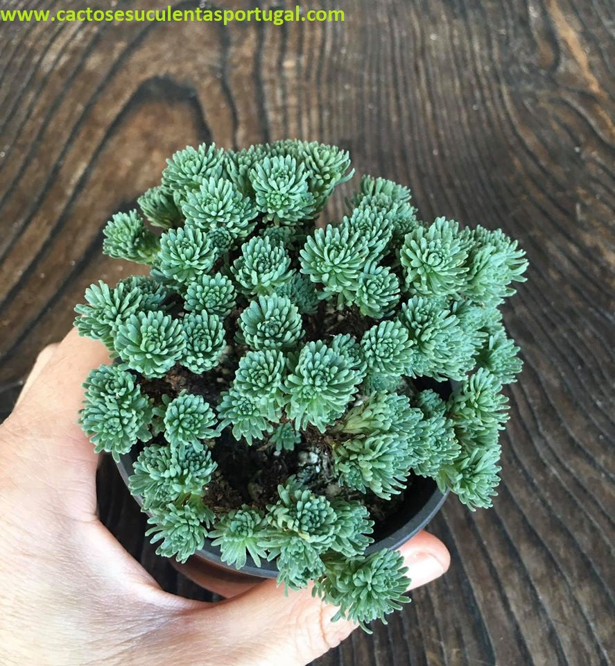 Sedum multiceps