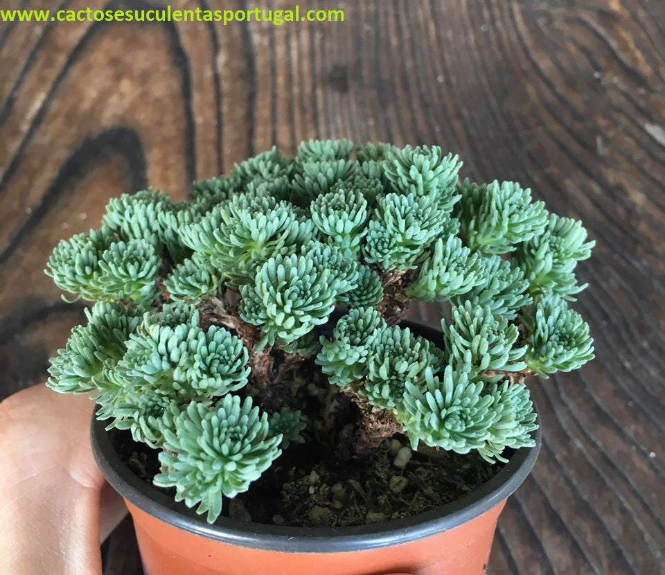 Sedum multiceps