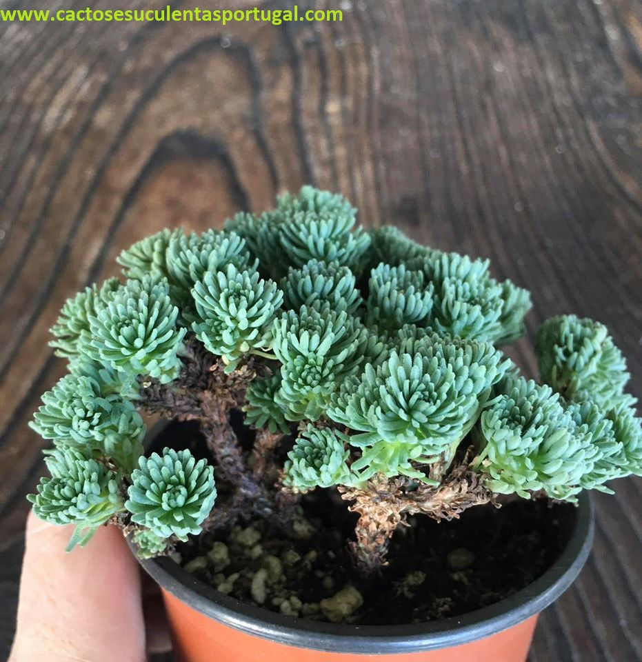 Sedum multiceps