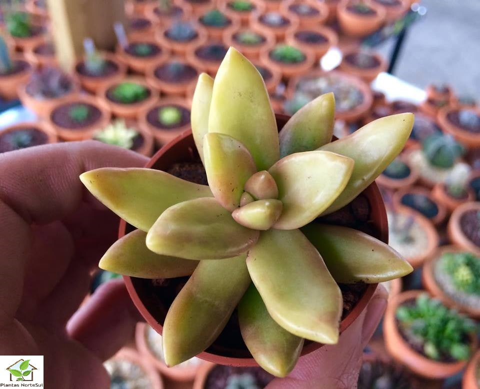 Sedum nussbaumerianum