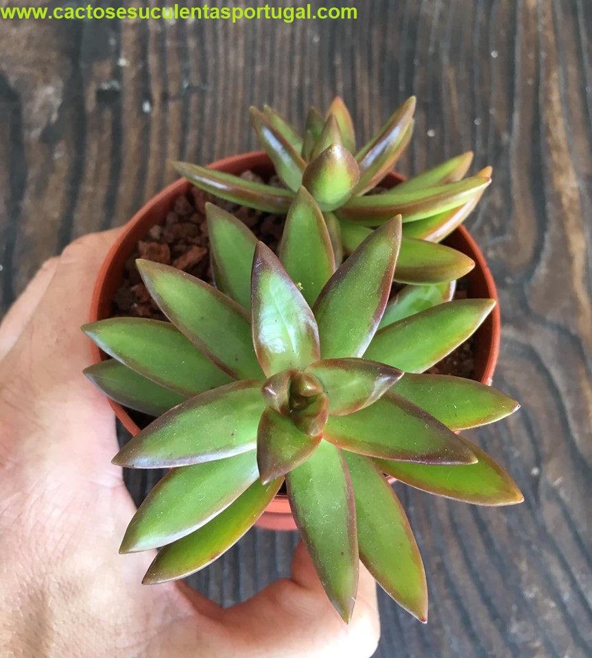 Sedum nussbaumerianum coppertone firestorm