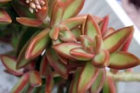 Sedum nussbaumerianum `coppertone firestor´