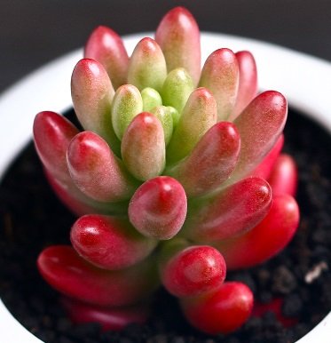 Sedum rubrotinctum ‘Aurora’