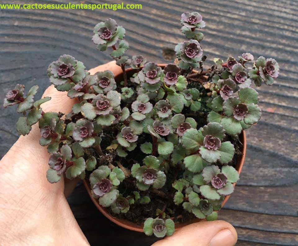 Sedum spurium "Dragon`s Blood"