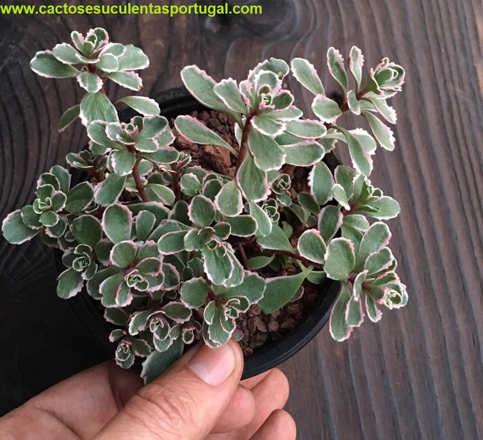 Sedum spurium tricolor