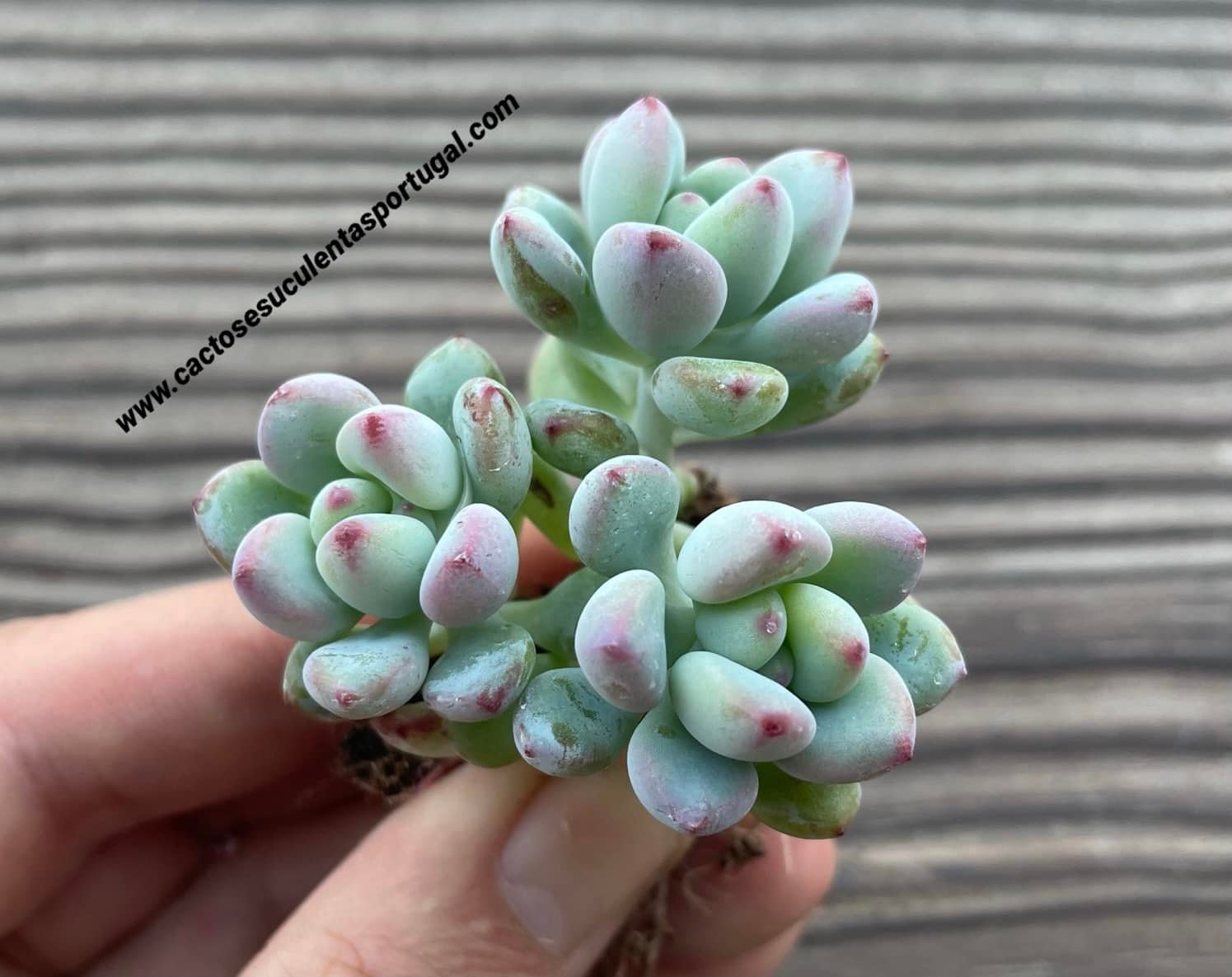 Sedum commixtum, extra ramificado 