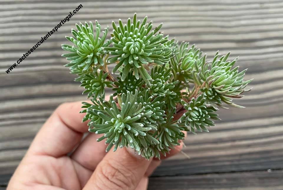 Sedum forsterianum 'Oracle Stonecrop'