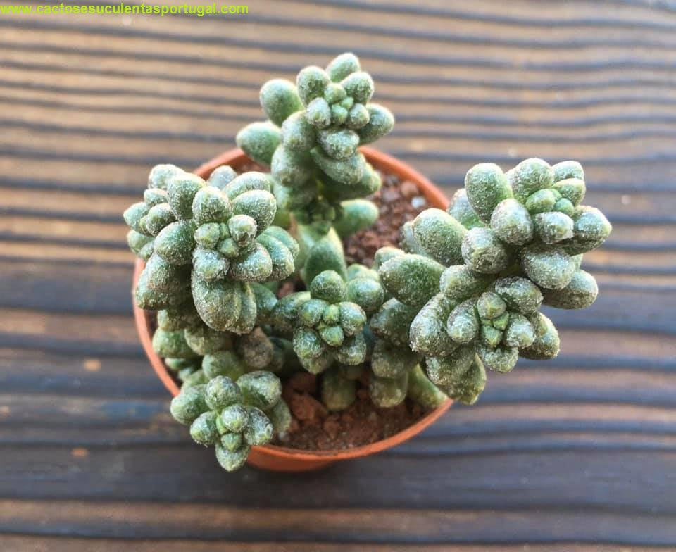 Sedum furfuraceum