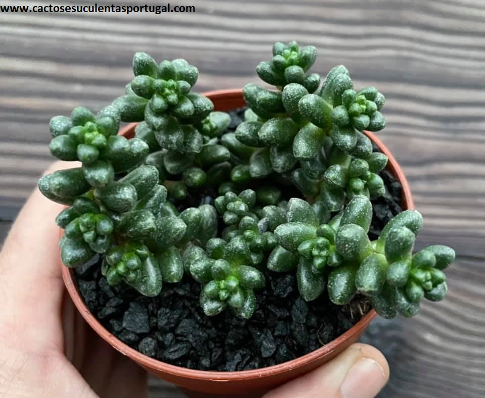 Sedum furfuraceum 