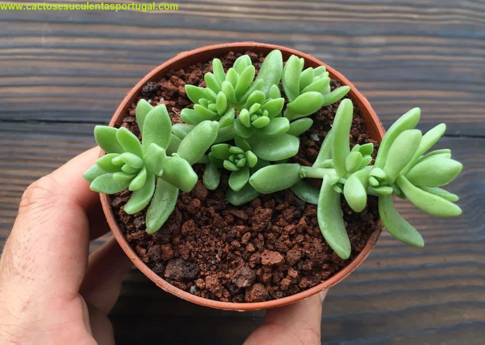 Sedum hemsleyanum Colar de princesa 