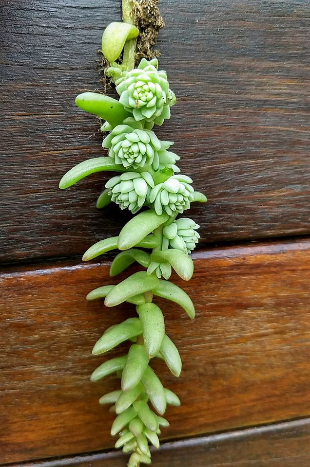 Sedum hemsleyanum Colar de princesa 2