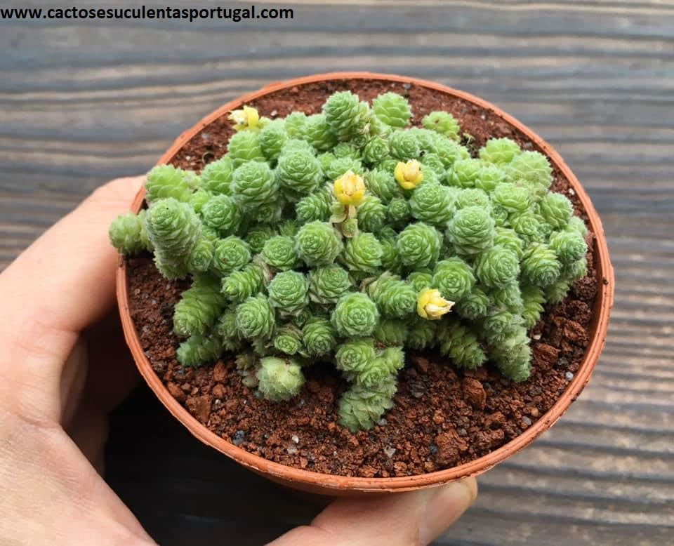 Sedum Humifusum Dwarf Stonecrop