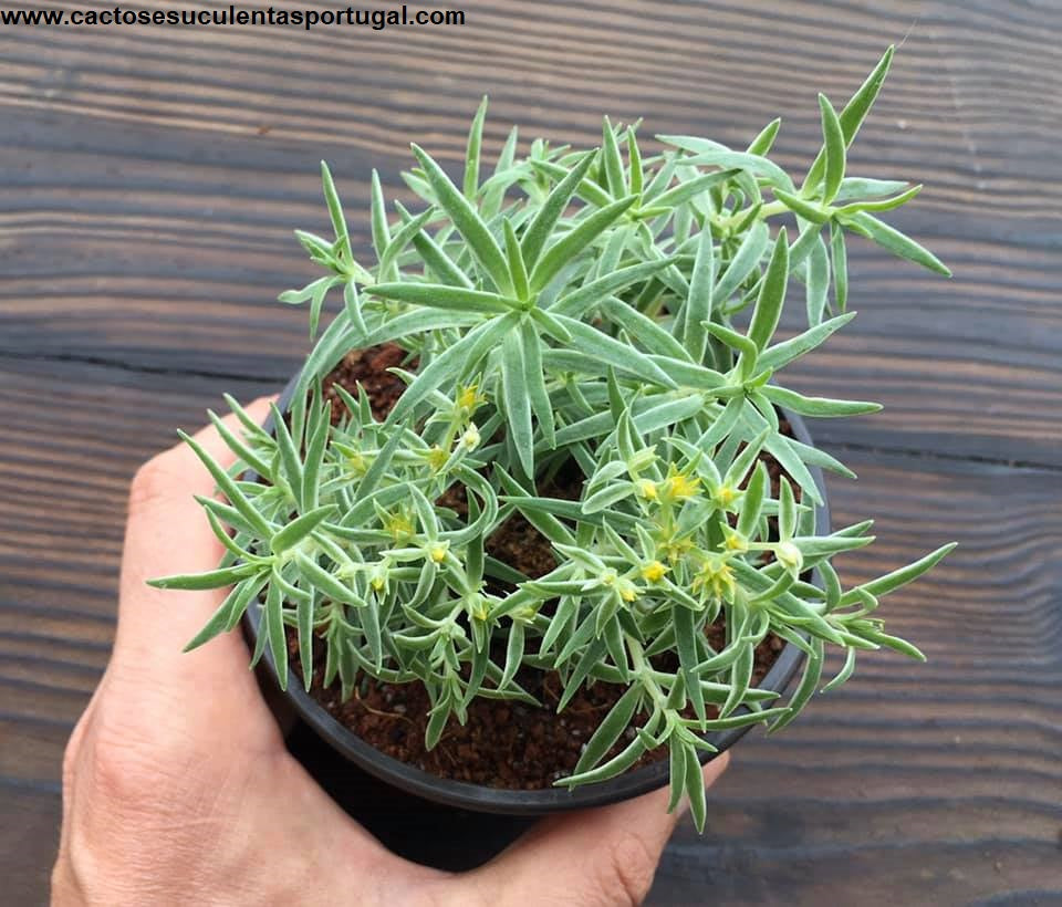 Sedum lineare variegatum