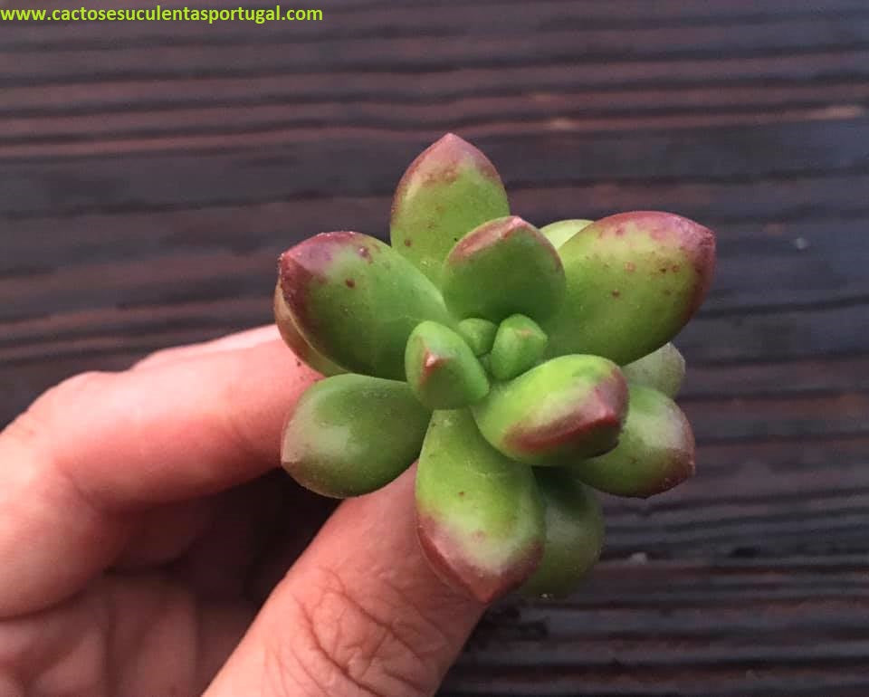 Sedum lucidum