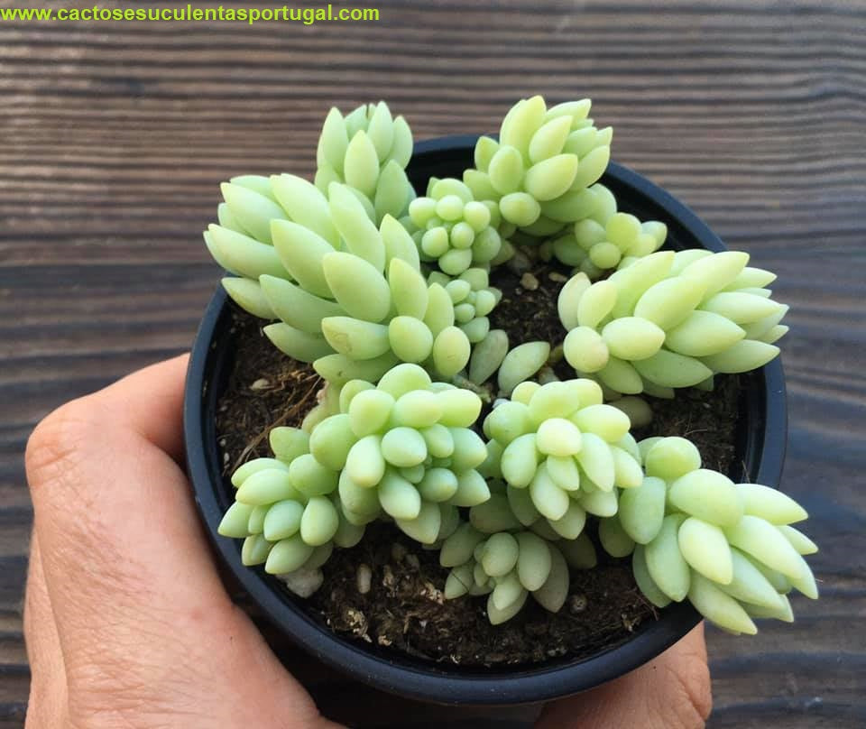 Sedum morganianum "Rabo de burro"