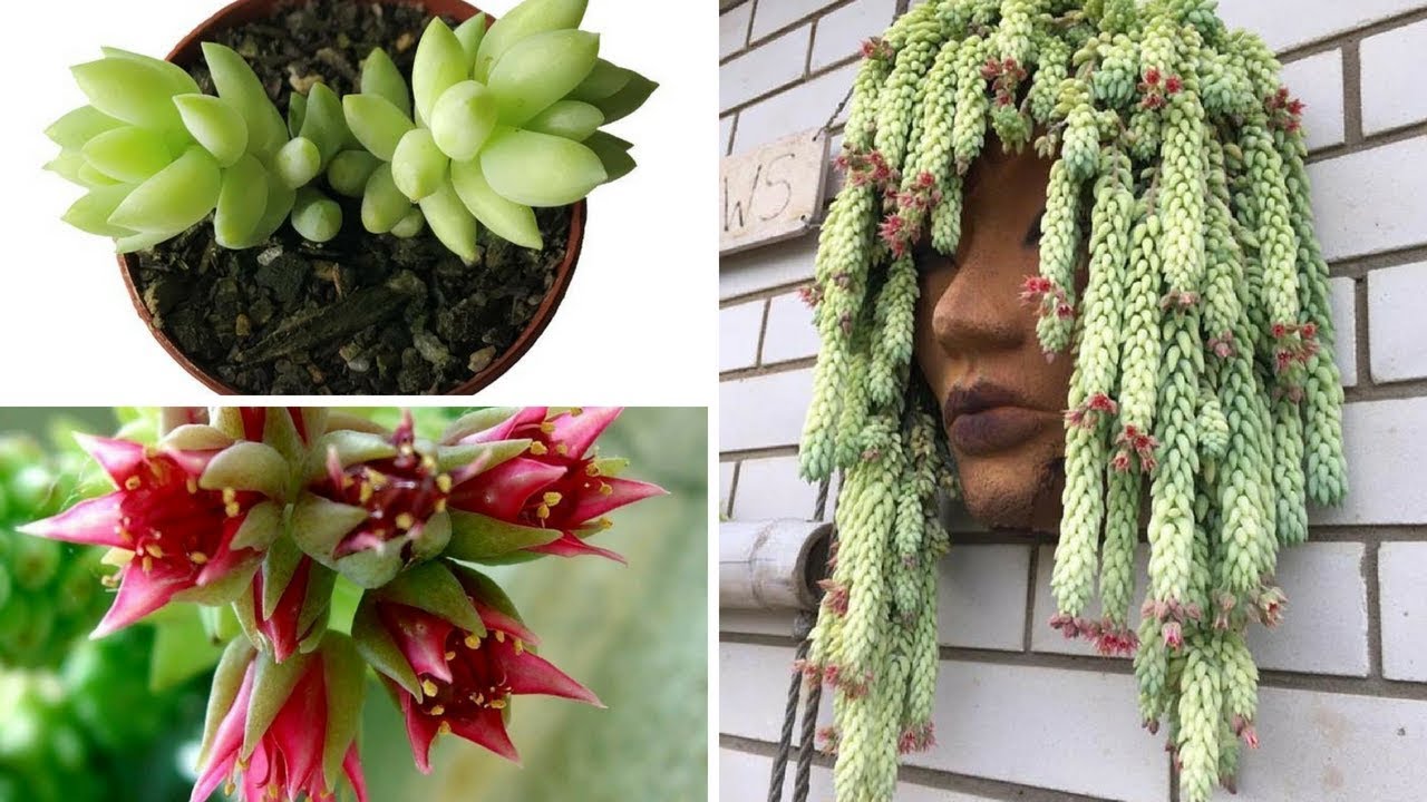 Sedum morganianum "Rabo de burro"