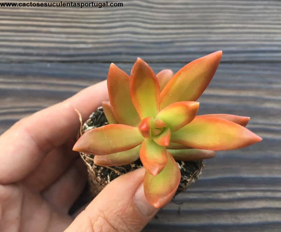 Sedum nussbaumerianum "coppertone firestor"