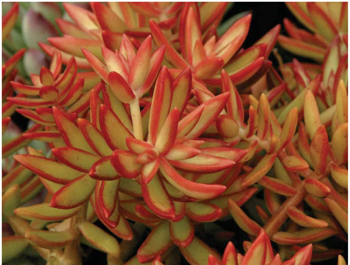 Sedum nussbaumerianum "coppertone firestor"