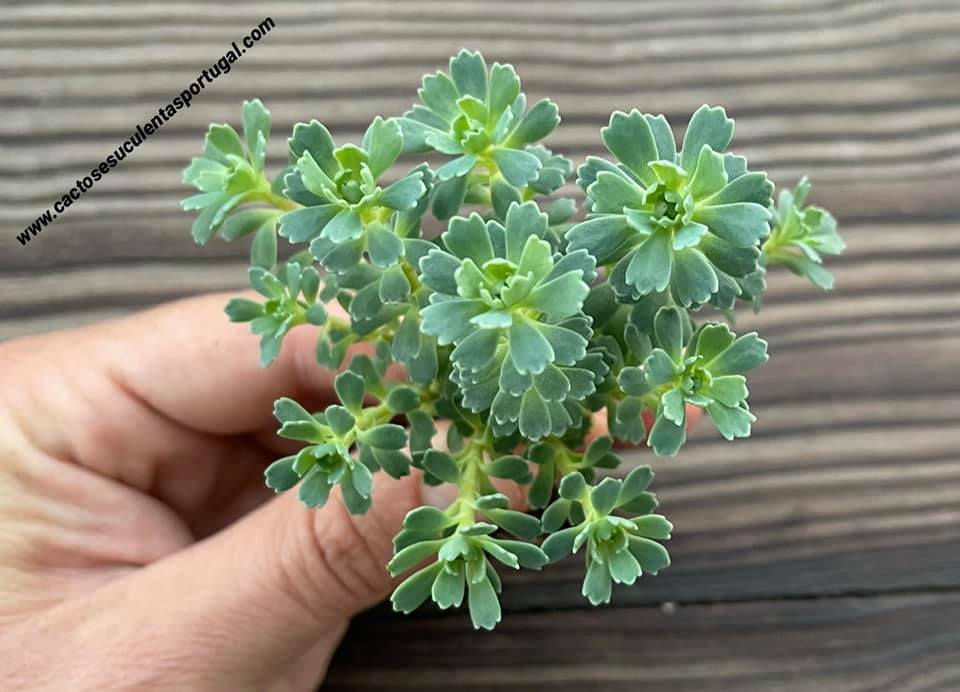 Sedum pachyclados