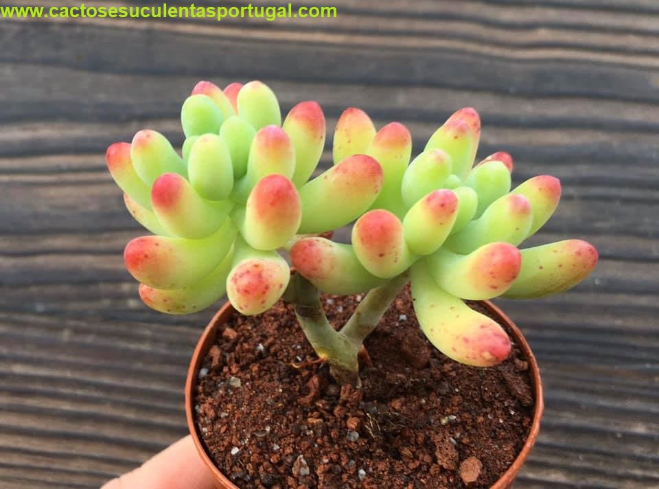 Sedum pachyphyllum (Jelly Beans)