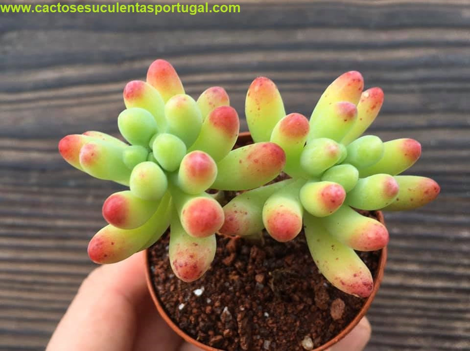 Sedum pachyphyllum (Jelly Beans) 