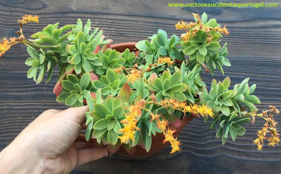 Sedum palmeri