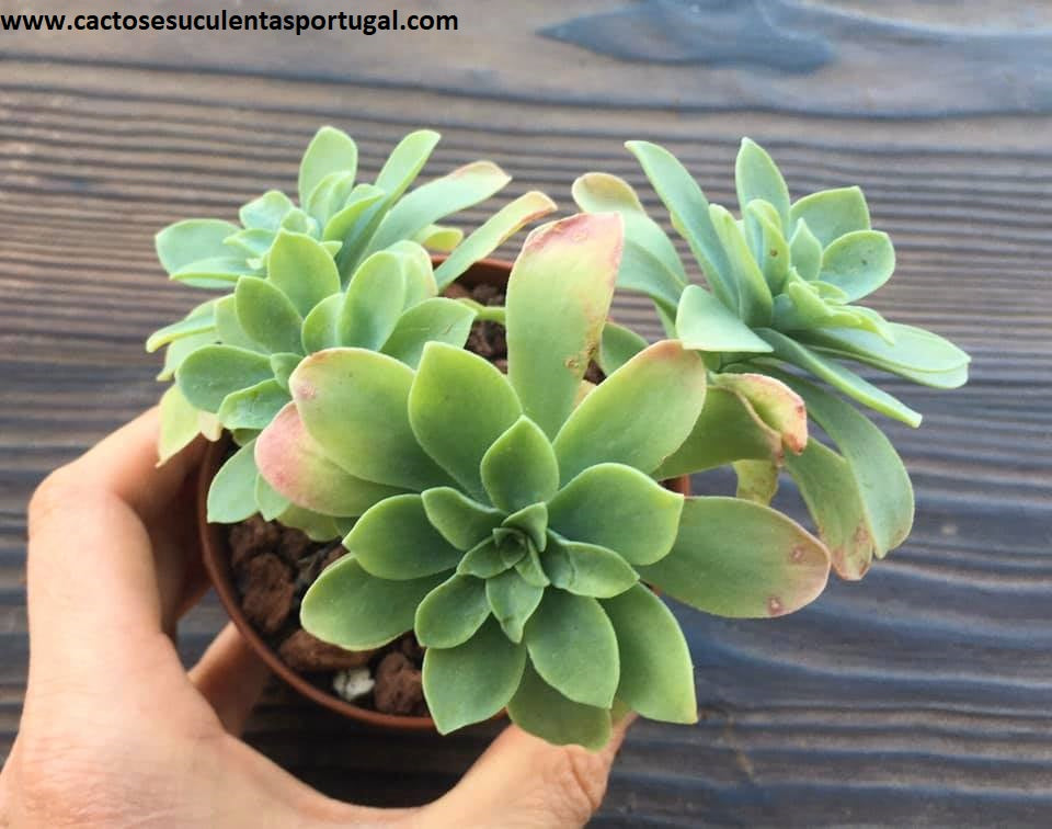 Sedum palmeri