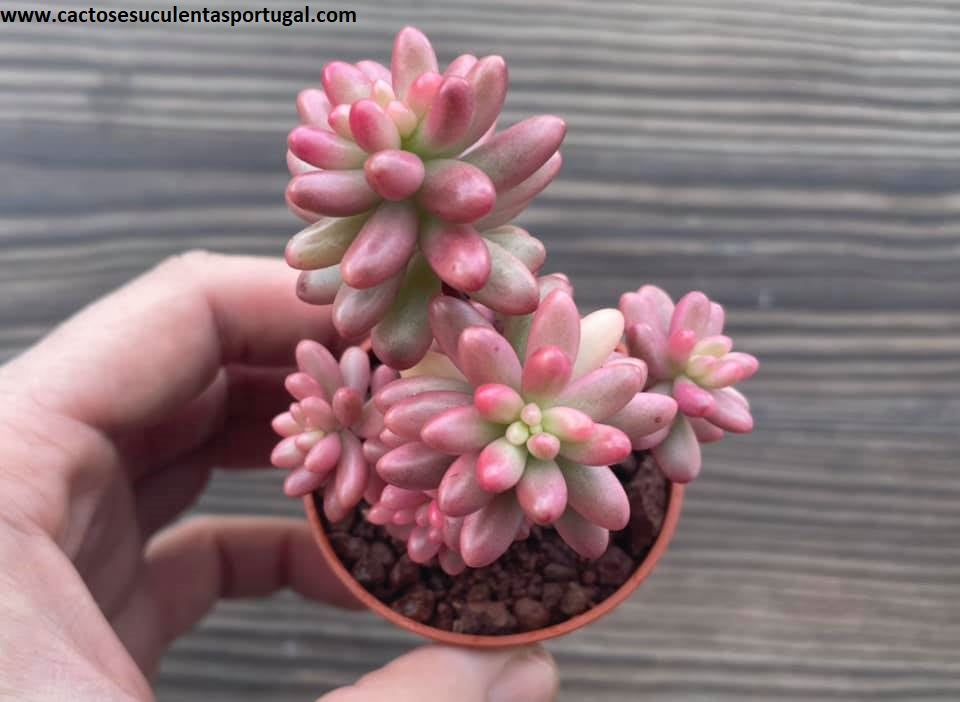 Sedum rubrotinctum aurora form. variegata