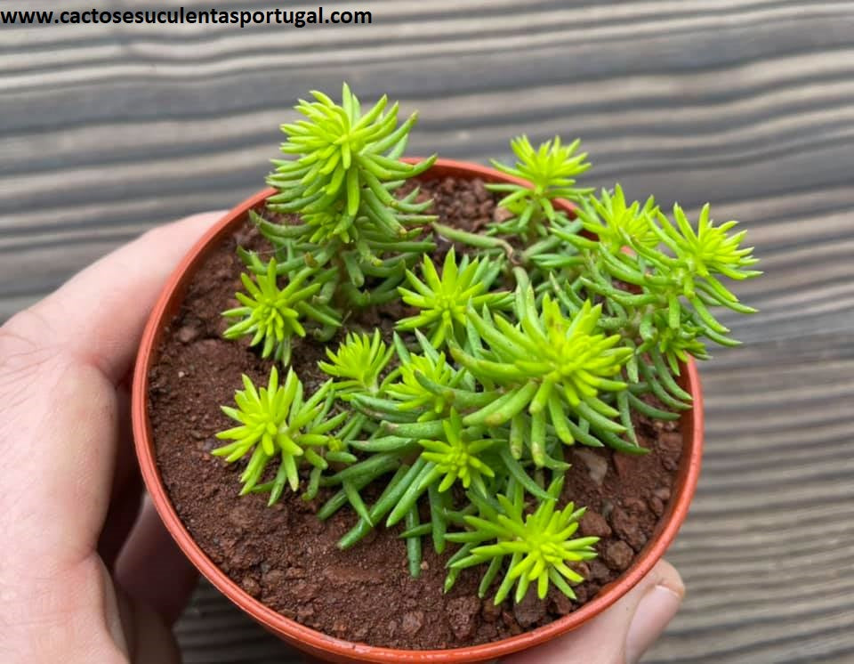 Sedum rupestre 'Angelina'