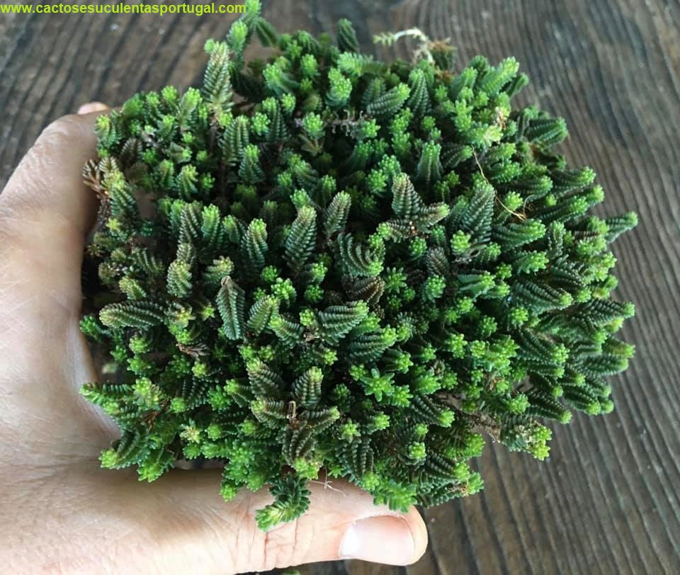 Sedum sexangulare