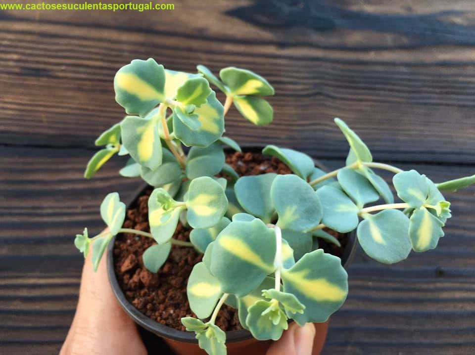 Sedum sieboldii form. variegata