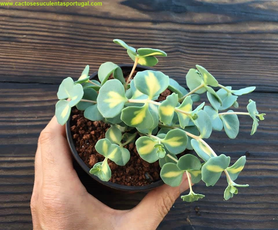 Sedum sieboldii form. variegata
