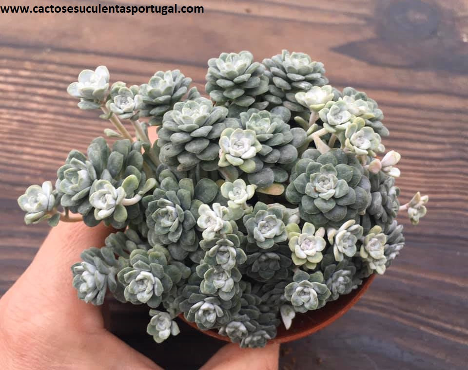 Sedum spathulifolium "Cape Blanco"