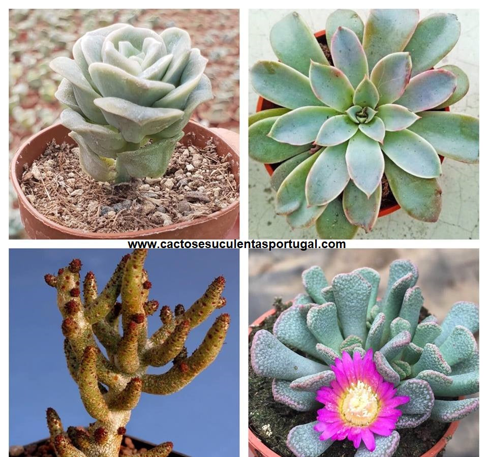 Graptoveria lovely rose   Echeveria Fantastic Fountain  Tylecodon bucholzianus   Aloinopsis spathulata