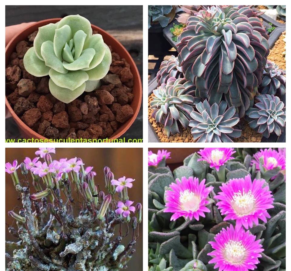 Graptoveria lovely rose   Echeveria Fantastic Fountain  Tylecodon bucholzianus   Aloinopsis spathulata
