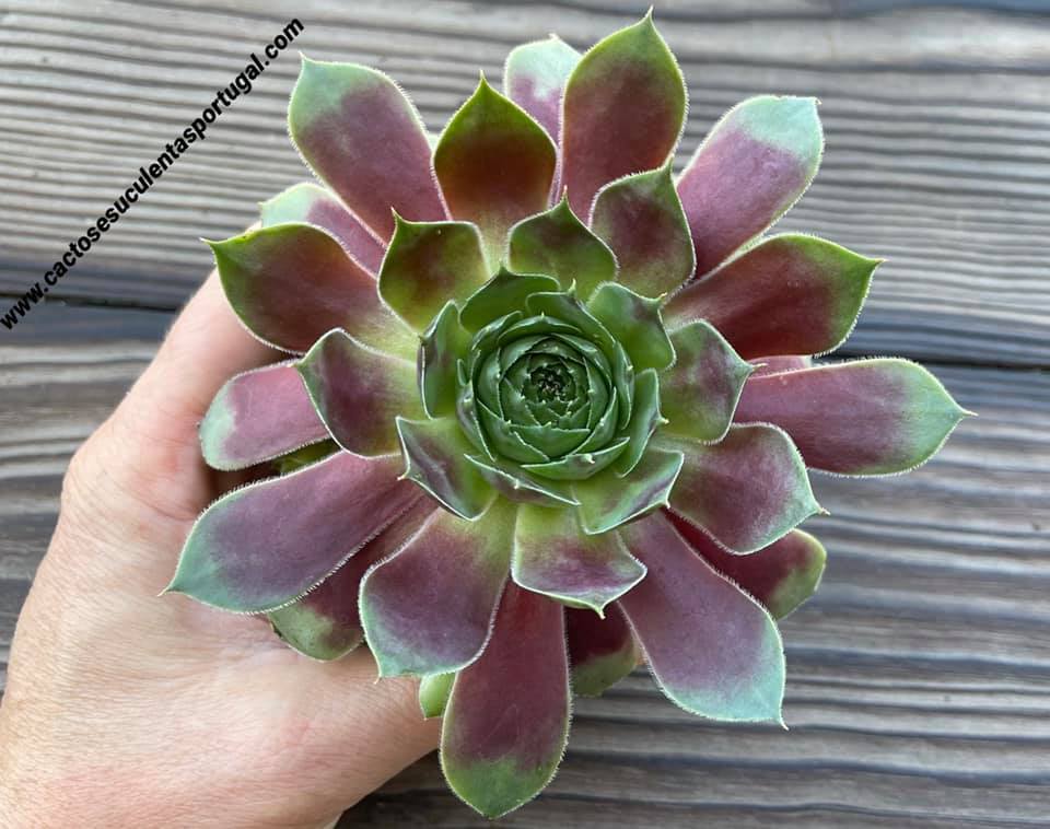 Sempervivum BigSam Rhubarb Splash