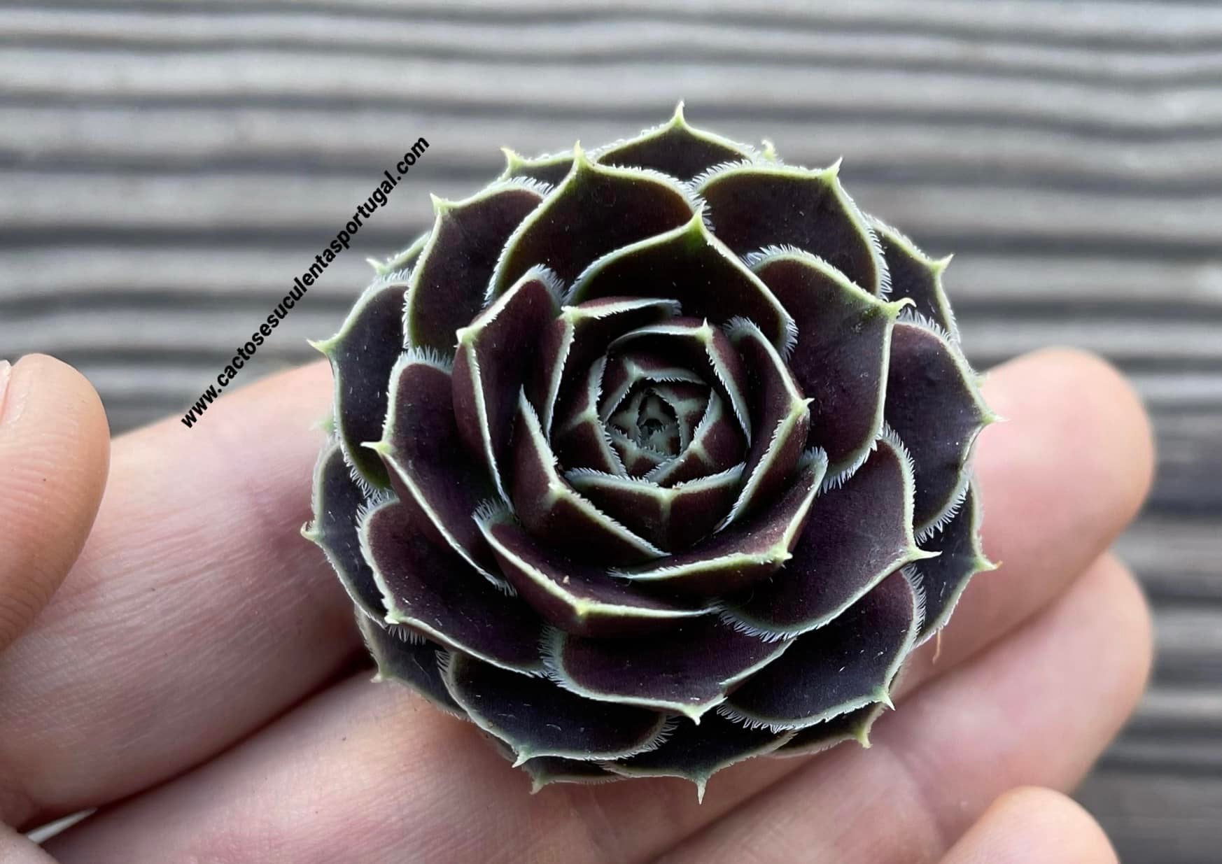 Sempervivum Jovibarba heuffelii ‘Mystique’
